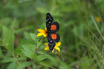 Close-up of butterfly pollinating on yellow flower