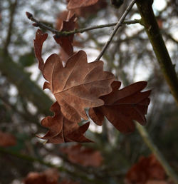 Close-up of leaves on twig