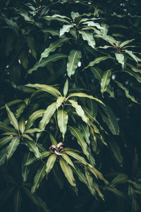 High angle view of insect on plant