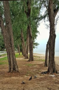 View of trees on field