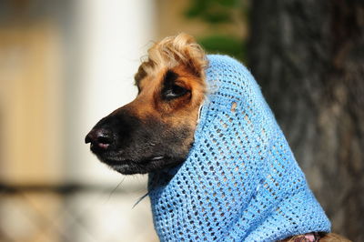 Close-up of dog looking away