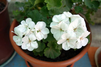 Close-up of white flowering plant