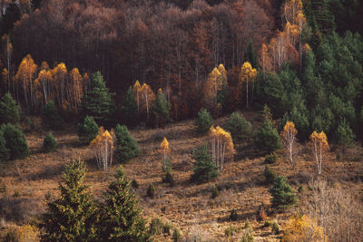 High angle view of pine trees in forest during autumn