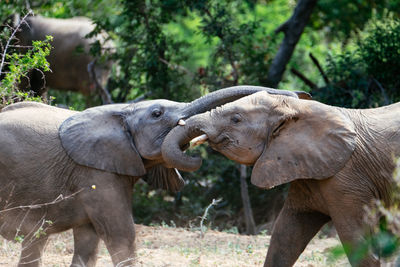 Close-up of elephants fighting against trees