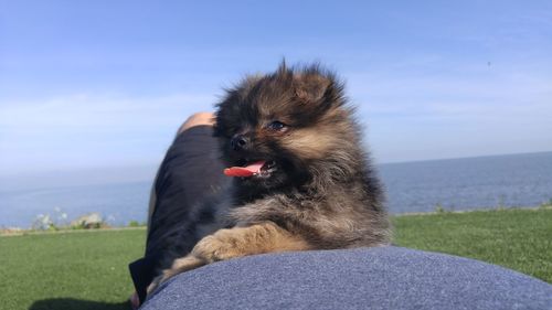 Puppy resting on owner belly at field against sky