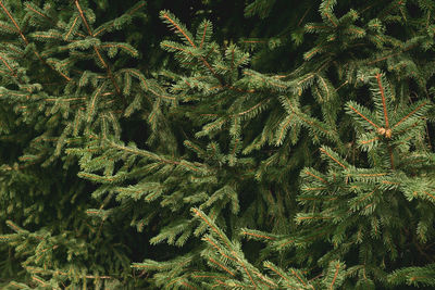 Full frame shot of pine trees