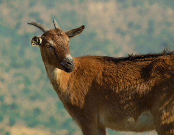 Wild goat in agadir morocco 