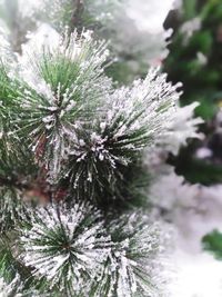 Close-up of snow covered pine tree