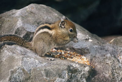 Close-up of squirrel on rock