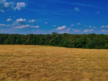 Trees on field against sky