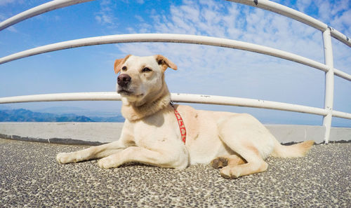 Close-up of dog sitting against sky