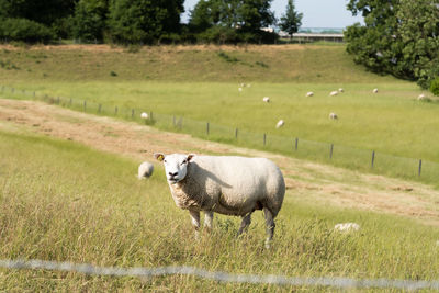 Sheep grazing on field