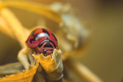 Ladybug with red stripes, black, walking on leaves, beautiful morning.