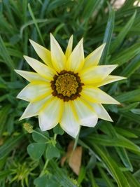Close-up of yellow flower