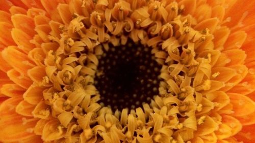 Close-up of yellow flower