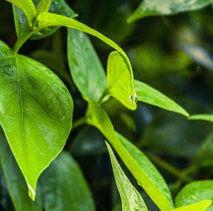 Close-up of leaves