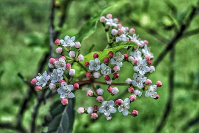 Close-up of berries growing on tree