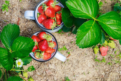 High angle view of strawberries