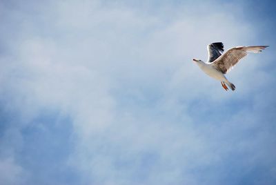 Low angle view of seagull flying in sky