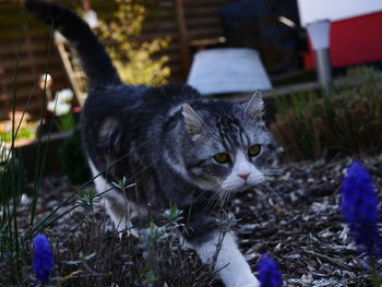 Close-up of a cat lying on field