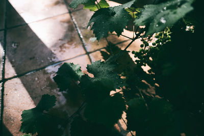 High angle view of wet leaves on plant