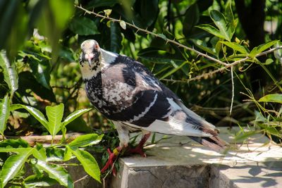 Close-up of bird perching on plant