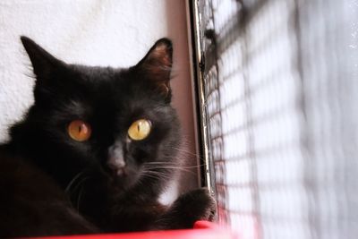 Close-up portrait of black cat