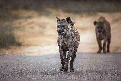 Portrait of dog standing on road