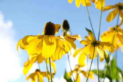 Close-up of yellow flowers blooming in park