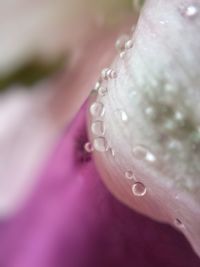 Macro shot of water drops on leaf