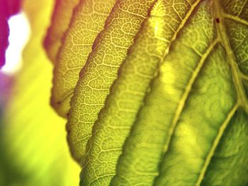 Close-up of leaf