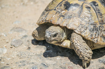 Close-up of tortoise on ground