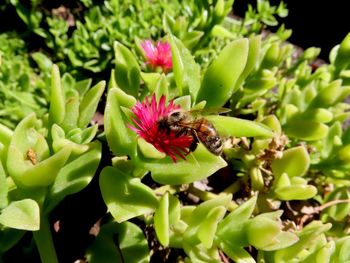 Close-up of bee pollinating on flower