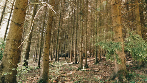 Sauerland germany nature forest