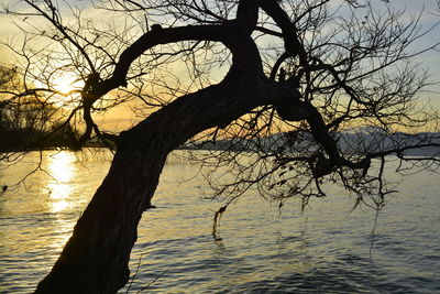 Silhouette bare tree by lake against sky during sunset