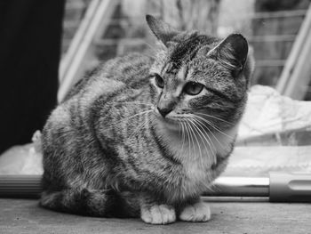 Close-up portrait of cat sitting on car