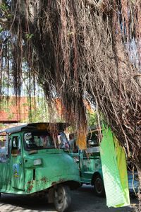 Car on tree trunk