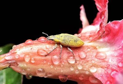 Close-up of raindrops on pink flower