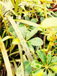 Close-up of plants