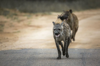 Dog running on road