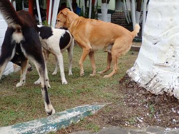 Horses on grass