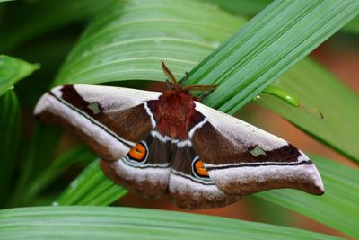 Close-up of butterfly on leaf