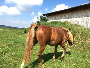 Brown horse walking on field