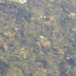 Trees in water