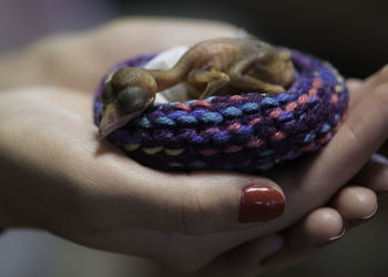 Cropped hands of woman holding newborn bird in knitted nest