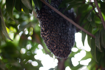 Low angle view of insect on tree