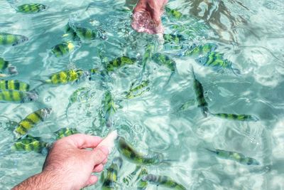 Cropped hands feeding fish in pond