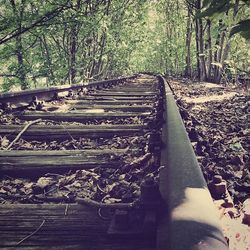 Railroad track in forest