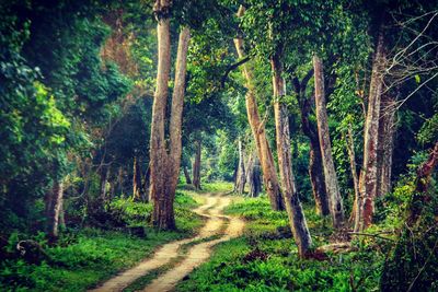 Scenic view of forest