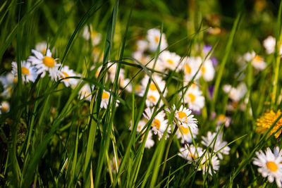 Close-up of daisy flowers on field